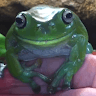 dumpyfrog's avatar